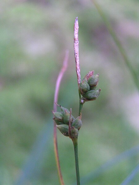 File:Carex globularis.jpg