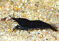 caridina cantonensis 'black tiger'