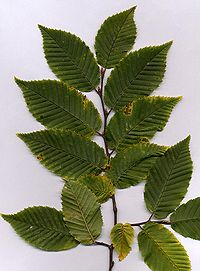 Carpinus betulus