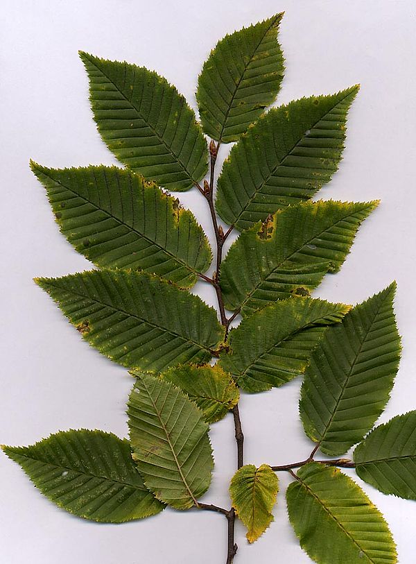 Hornbeam