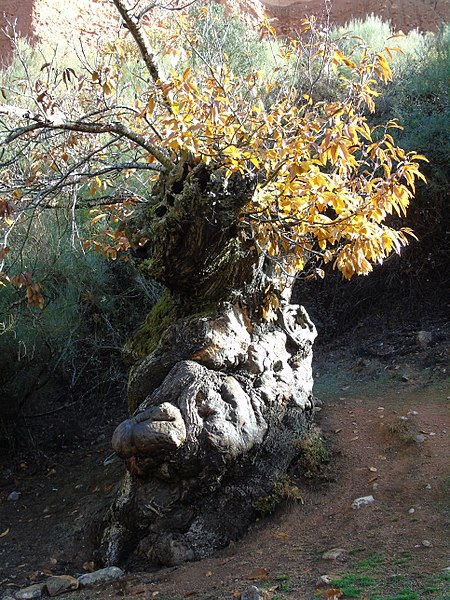 File:Castanea sativa.002 - Las Medulas.JPG