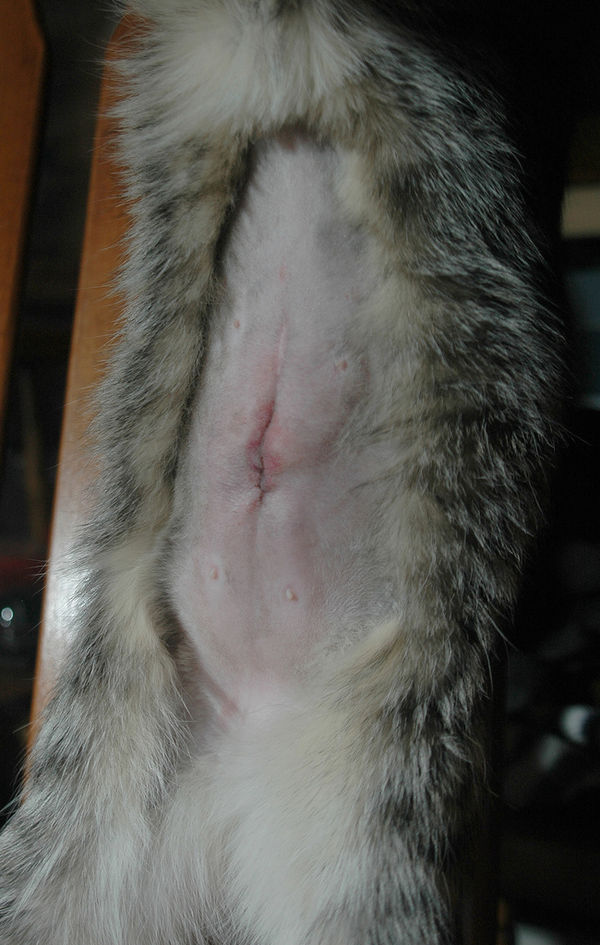 Surgical incision site of a female cat