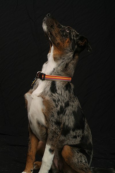 File:Catahoula Leopard Hound Dog.jpg