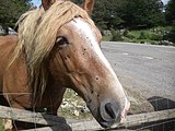 Català: Cavalls al coll d'Urbasa, al costat del centre d'informació del parc. Euskara: Zaldiak Urbasa mendatean, parketxe ondoan.