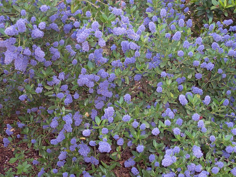 File:Ceanothus thyrsiflorus.jpg