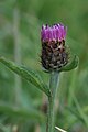 Centaurea nigra