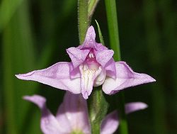 Cephalanthera rubra flower 150604.jpg