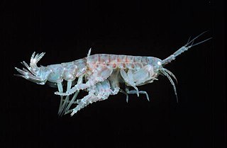 <i>Ceradocus</i> Genus of crustaceans