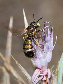 Ceratina bifida female 1.jpg