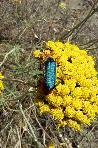 <i>Cerocoma festiva</i> Species of beetle