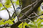 Thumbnail for File:Cerulean Warbler (17324454395).jpg