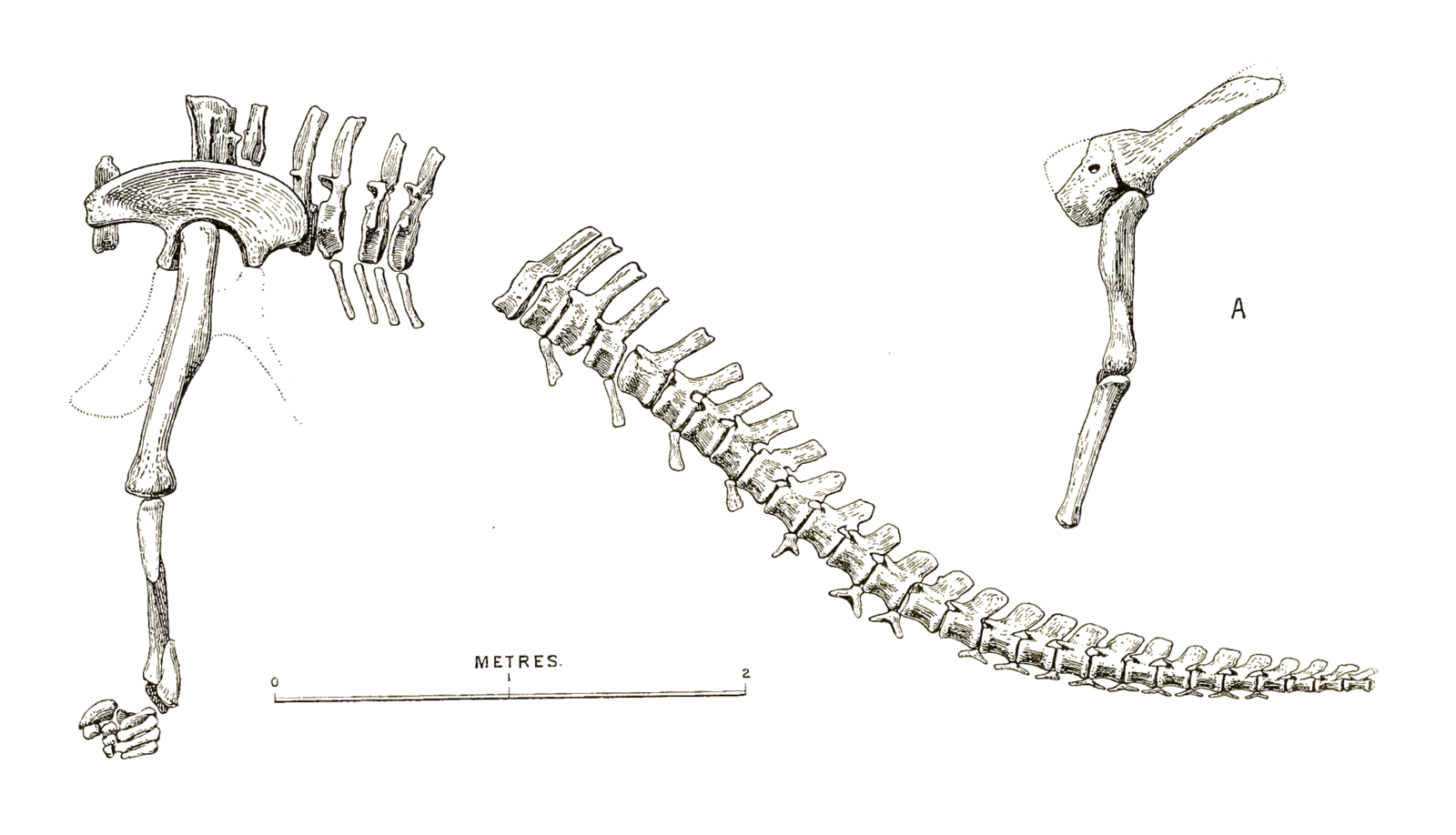 Bone tail. Скелет хвоста. Скелет кошачьего хвоста. Строение хвоста. Хвост анатомия.