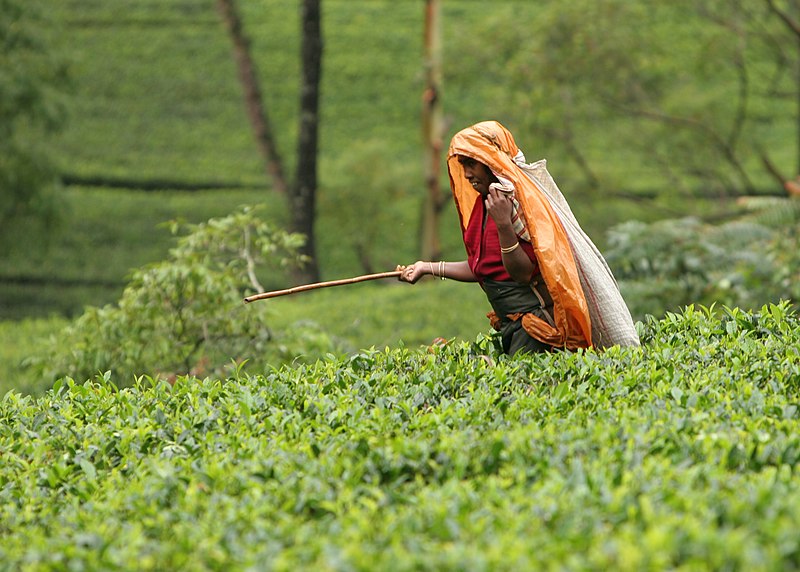 File:Ceylon tea picker (5530574131).jpg