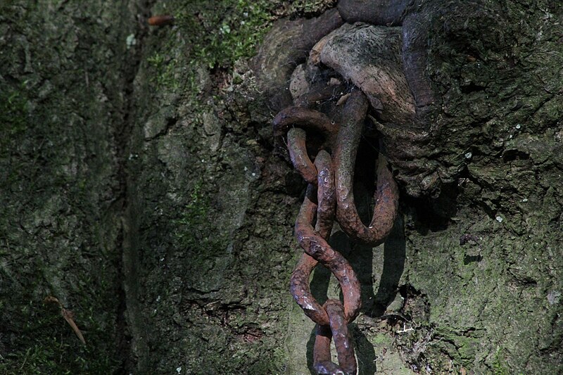 File:Chain in tree (Enschede, detail).JPG