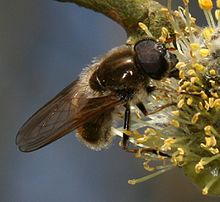 Cheilosia albipila (erkek) - Kırmızı boynuzlu Spring-cheilosia.jpg