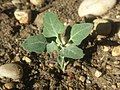 Thumbnail for Chenopodium opulifolium