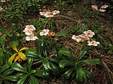 Chimaphila umbellata, or pipsissewa