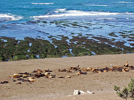 File:Chubut-PeninsulaValdes-SeaLions-P2230742b.jpg