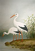 Ciconia ciconia, Weißer Storch AntonGoering MuseumBurgPosterstein.jpg