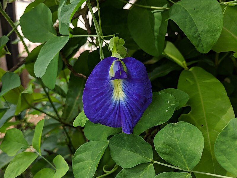 File:Clitoria ternatea 20180921 110627.jpg