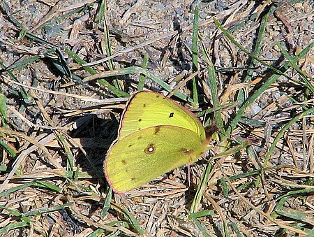 Clouded Sulphur 1, Perth.jpg