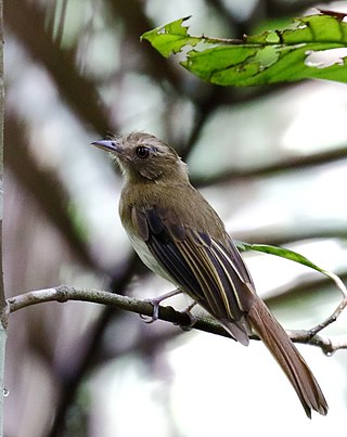 <span class="mw-page-title-main">Brownish twistwing</span> Species of bird