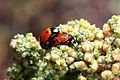 * Nomination Coccinella septempunctata mating on Chenopodium quinoa at the Muséum de Toulouse gardens, Borderouge. Léna 09:48, 1 July 2012 (UTC) * Decline Sorry, too blurry --Poco a poco 12:12, 1 July 2012 (UTC)