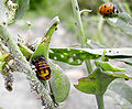 Coccinelle adulte et nymphe