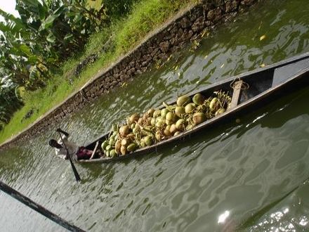 Boat carrying coconuts