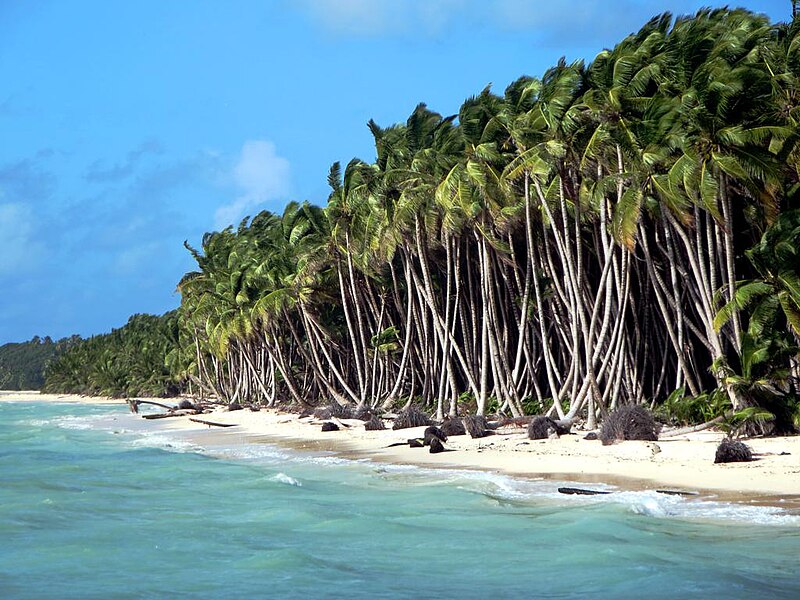 File:Coconut Plantation (24718365955).jpg