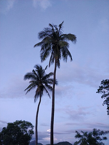 File:Coconut tree 12.jpg