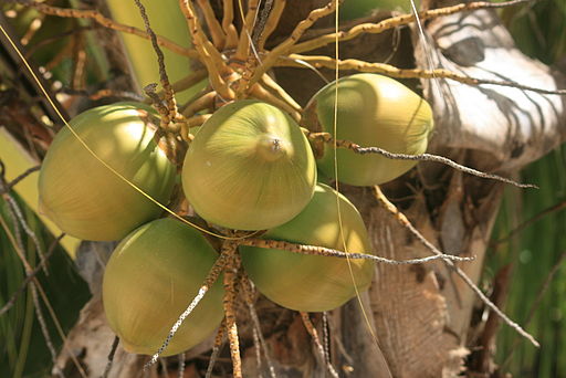 Coconuts on the palm.