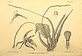 Coelogyne vermicularis in vol. 3 plate 204: Bogor & Kebun Raja Icones Bogorienses Leiden (1897-1914)