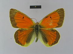 女神豆粉蝶 Colias diva