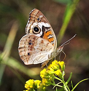 Common Buckeye (Junonia coenia) wings closed on Ragweed flower