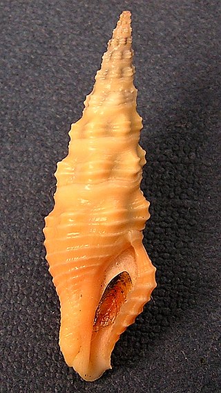 <i>Compsodrillia duplicata</i> Species of gastropod