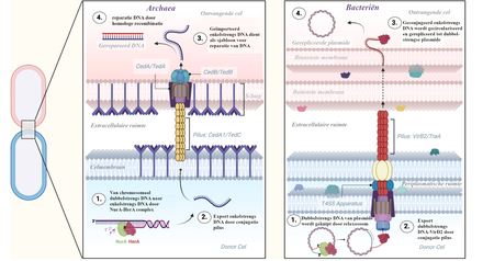 Schema van het conjugatie-mechanisme in archaea en bacteriën