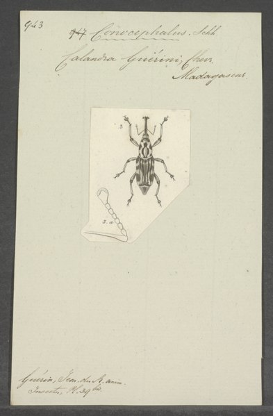 File:Conocephalus - Print - Iconographia Zoologica - Special Collections University of Amsterdam - UBAINV0274 030 05 0013.tif