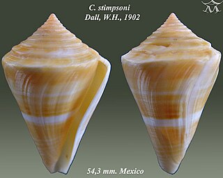 <i>Conus stimpsoni</i> Species of sea snail