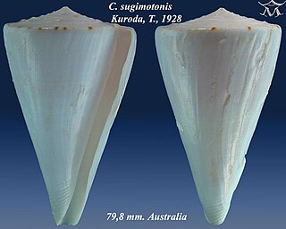 <i>Conus sugimotonis</i> species of mollusc