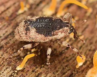 <i>Cophes</i> (beetle) Genus of beetles