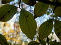 Cornus mas (111111) 04.JPG