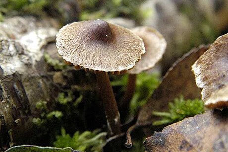 Cortinarius casimirii