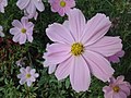 Cosmos bipinnatus 02