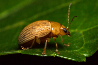 <i>Costalimaita</i> Genus of leaf beetles from South America