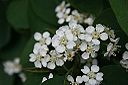 Cotoneaster-multiflorus-flowers
