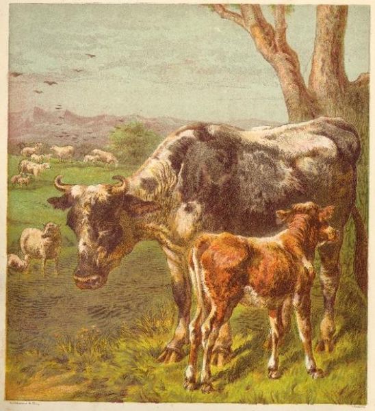 File:Cow and Calf Drawing (1).jpg