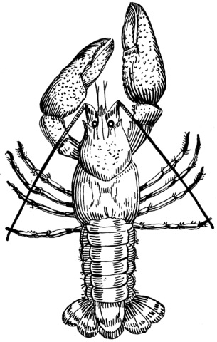 File:Crawfish (PSF).png - Wikimedia Commons