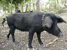 Creole Pig.jpg