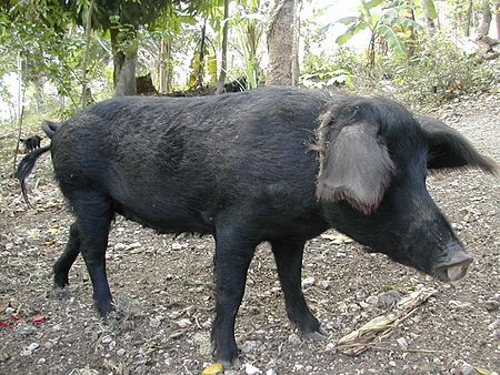 Lợn Creole